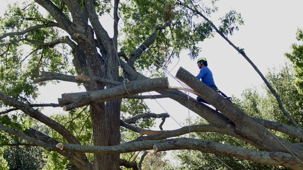 Professional Crown Thinning performed by certified arborists in Orla
