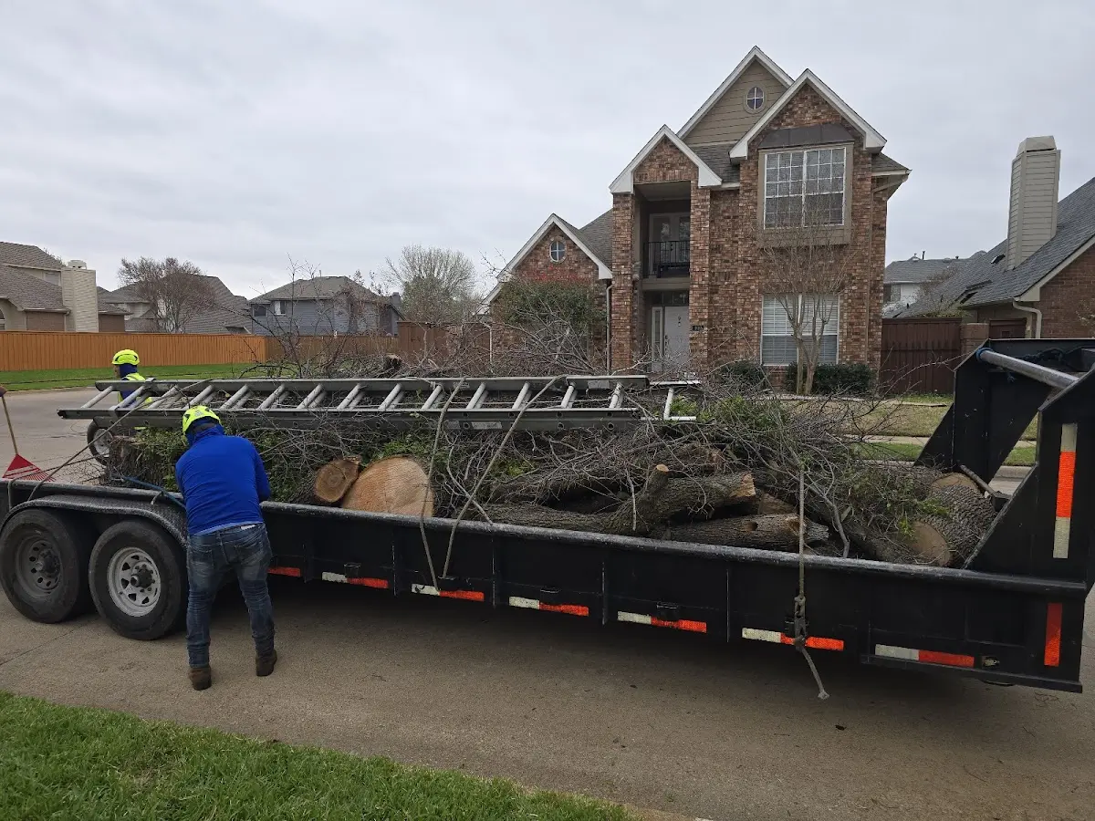 Expert Tree Pest Control with proper safety equipment in Orla